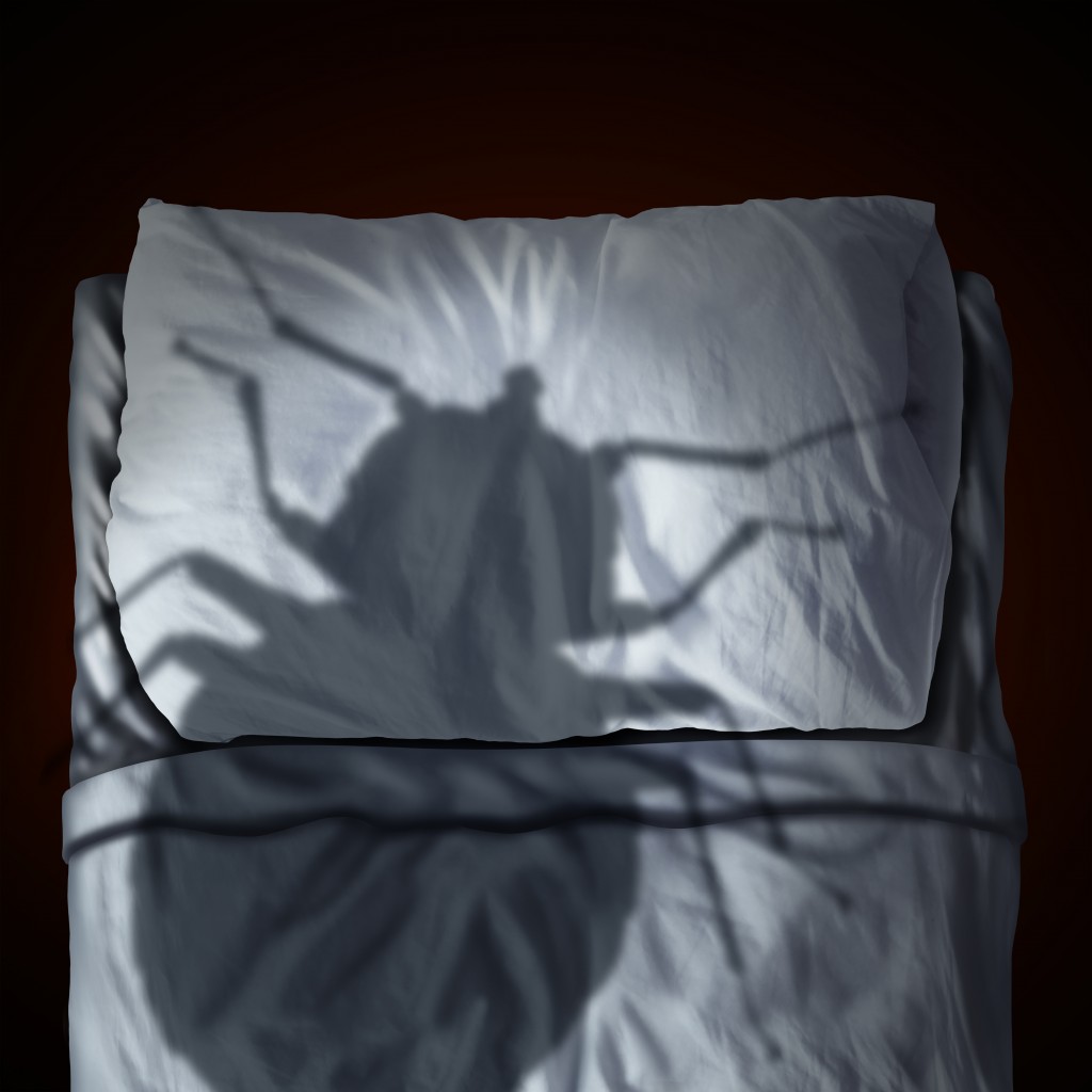 bed bugs removal concept