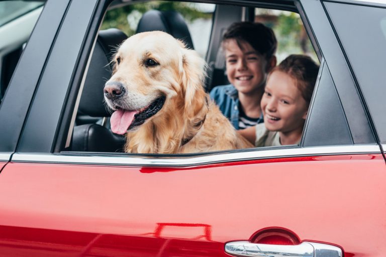 dog with children in a car